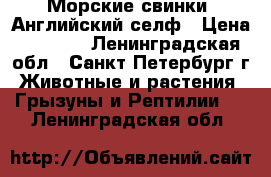 Морские свинки, Английский селф › Цена ­ 2 500 - Ленинградская обл., Санкт-Петербург г. Животные и растения » Грызуны и Рептилии   . Ленинградская обл.